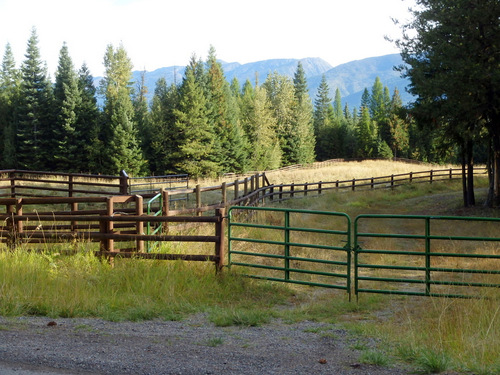 This appears to be a Cattle Sorting setup.